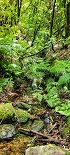 Plants: image 48 Of 208 Thumb